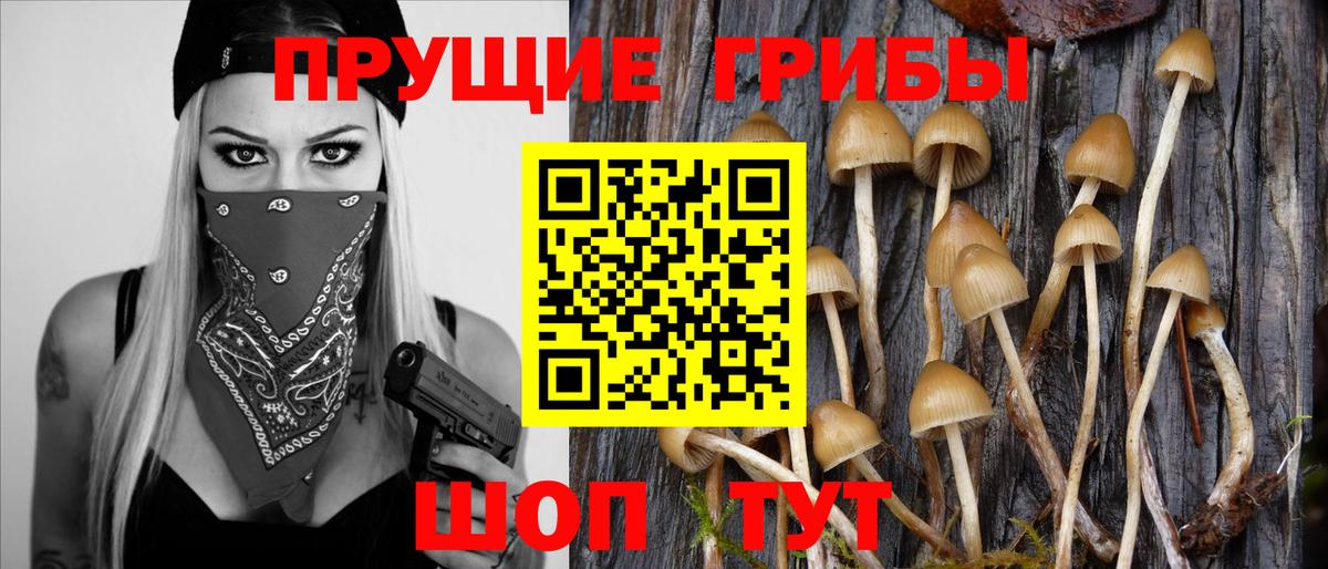 Галлюциногенные грибы Psilocybe Бердск